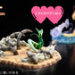 [PREORDER CLOSED] 1/20 Scale World Figure [ANDY] - Snivy & Servine & Serperior