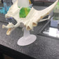 [PREORDER] 1/20 Scale World Figure [61] - Mega Aerodactyl