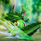 [PREORDER] 1/20 Scale World Figure [NGZ] - Mega Sceptile