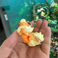 [IN STOCK] 1/20 Scale World Figure [LFG] - Vaporeon & Flareon