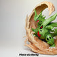 [IN STOCK] 1/20 Scale World Figure [PALLET TOWN] - Mega Tyranitar
