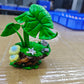 [PREORDER] 1/20 Scale World Figure [DZJ] - Caterpie & Metapod & Butterfree