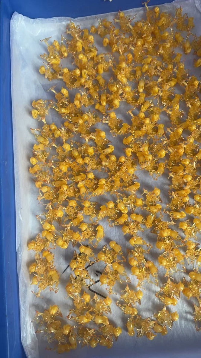 [PREORDER] 1/20 Scale World Figure [GM] - Pikachu & Raichu & Pichu