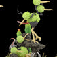 [PREORDER] 1/20 Scale World Figure [WONDER] - Doduo & Dodrio & Salandit