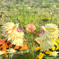 [IN STOCK] 1/20 Scale World Figure [PALLET TOWN] - Growlithe & Arcanine
