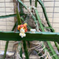 [IN STOCK] 1/20 Scale World Figure [AU] - Fidough & Dachsbun
