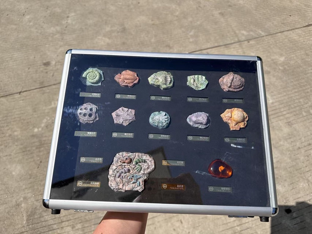 [PREORDER] 1/3 Scale Accessories [THE] - Pokémon Fossils