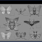 [PREORDER] 1/20 Scale World Figure [DUDU] - Butterfree & Venomoth & Beautifly & Dustox & Mothim & Volcarona & Vivillon & Frosmoth