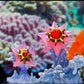 [IN STOCK] 1/20 Scale World Figure [SYX] - Staryu & Starmie