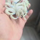 [IN STOCK] 1/20 Scale World Figure [TRAINER HOUSE] - Vulpix & Ninetales