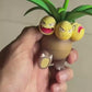 [REMAINING BALANCE] 1/20 Scale World Figure [JIUJIU] - Exeggcute & Exeggutor